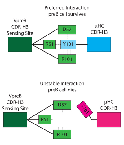 The VpreB component of the surrogate light chain encodes a CDR-H3 sensing site. Three of the amino acids within this site -- R51, D57 and R101 – create a binding pocket that can engage a tyrosine at position 101 in CDR-H3 with five different possible hydrogen bonds. If hydrogen bonds cannot be formed, this interaction can fail, destabilizing the preB cell receptor and resulting in the death of the preB cell.